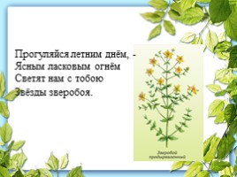 Лекарственные растения Калужской области, слайд 12