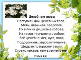 Лекарственные растения Калужской области, слайд 14