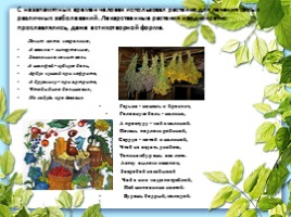 Лекарственные растения Калужской области, слайд 2
