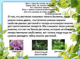 Лекарственные растения Калужской области, слайд 3