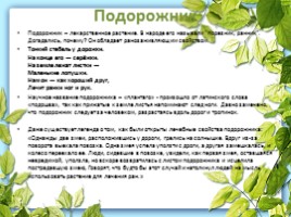 Лекарственные растения Калужской области, слайд 5