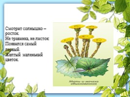 Книга: Лекарственные травы Мурманской области