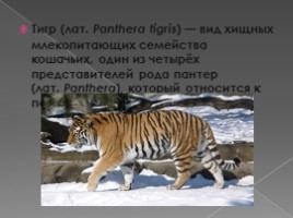 Тигры, слайд 2
