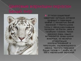 Тигры, слайд 4