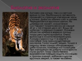Тигры, слайд 6