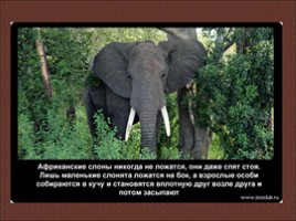 24 научных факта о слонах, слайд 11
