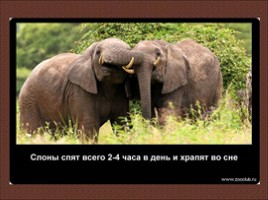 24 научных факта о слонах, слайд 12