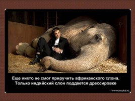 24 научных факта о слонах, слайд 14