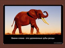 24 научных факта о слонах, слайд 15