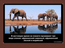 24 научных факта о слонах, слайд 20