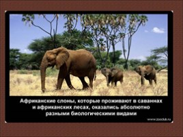 24 научных факта о слонах, слайд 21