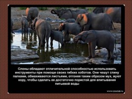 24 научных факта о слонах, слайд 7