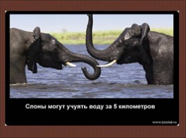 24 научных факта о слонах, слайд 9