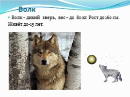 Проект «Разнообразие природы Забайкальского края», слайд 6