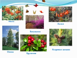 Проект «Разнообразие природы Забайкальского края», слайд 9
