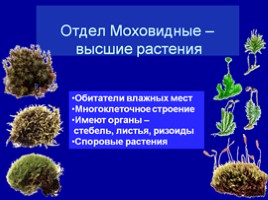 Урок биологии 5 класс «Царство Растения», слайд 12