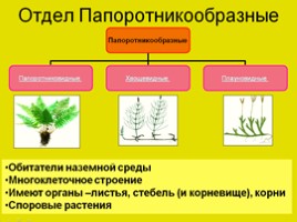 Урок биологии 5 класс «Царство Растения», слайд 16