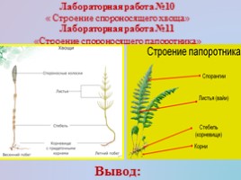 Урок биологии 5 класс «Царство Растения», слайд 17
