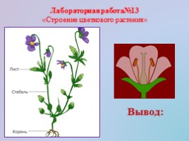 Урок биологии 5 класс «Царство Растения», слайд 23