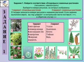 Урок биологии 5 класс «Царство Растения», слайд 27