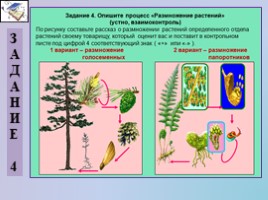 Урок биологии 5 класс «Царство Растения», слайд 30