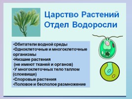 Урок биологии 5 класс «Царство Растения», слайд 5