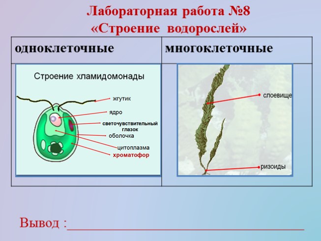 Поставьте цифры к названиям частей клетки хламидомонады в соответствии с рисунком