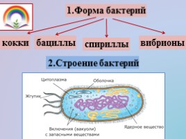 Урок биологии 5 класс «Царство Бактерий - Царство Грибов», слайд 3
