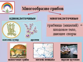 Урок биологии 5 класс «Царство Бактерий - Царство Грибов», слайд 8