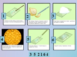 Урок биологии 5 класс «Клеточное строение организмов», слайд 10