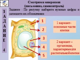 Урок биологии 5 класс «Клеточное строение организмов», слайд 33