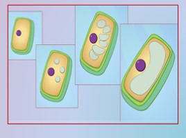 Урок биологии 5 класс «Клеточное строение организмов», слайд 36