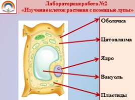 Урок биологии 5 класс «Клеточное строение организмов», слайд 6
