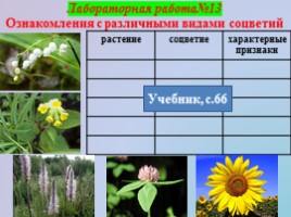 Урок биологии 6 класс «Строение и многообразие покрытосеменных растений», слайд 12