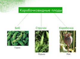 Урок биологии 6 класс «Строение и многообразие покрытосеменных растений», слайд 14