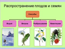 Урок биологии 6 класс «Строение и многообразие покрытосеменных растений», слайд 17