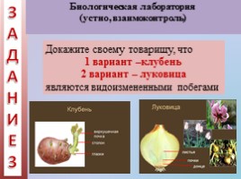 Урок биологии 6 класс «Строение и многообразие покрытосеменных растений», слайд 23
