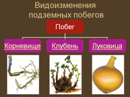 Урок биологии 6 класс «Строение и многообразие покрытосеменных растений», слайд 6