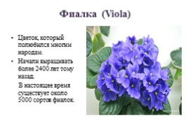 Фиалки - мои любимые цветы, слайд 4