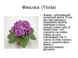 Фиалки - мои любимые цветы, слайд 5