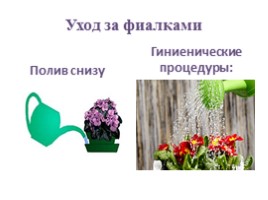 Фиалки - мои любимые цветы, слайд 8