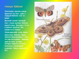 Классный час «О бабочках», слайд 12