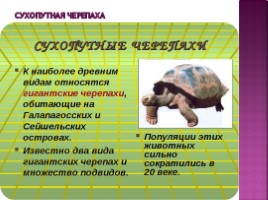 Черепахи, слайд 5