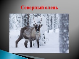 Дикие животные в зимнем лесу, слайд 14