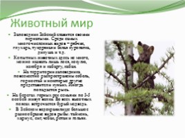 Классный час «2017 год экологии и особо охраняемых природных территорий», слайд 5