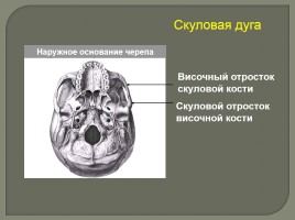 Опорно-двигательный аппарат - Скелет головы и туловища, слайд 17