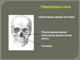 Опорно-двигательный аппарат - Скелет головы и туловища, слайд 21