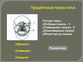 Опорно-двигательный аппарат - Скелет головы и туловища, слайд 24