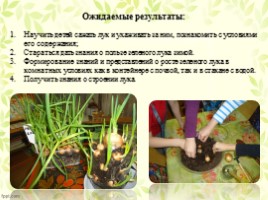 Экологический проект «Лук от семи недуг» (посадка и выращивание лука), слайд 5