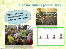 Экологический проект «Лук от семи недуг» (посадка и выращивание лука), слайд 9